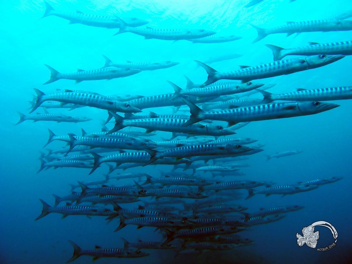 Acqua Dive Bed & Breakfast Zamboanguita  Bagian luar foto